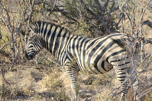 Afrika Botswana Natur Tiere