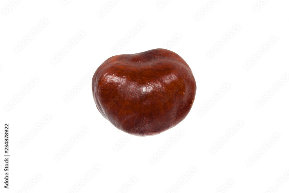 chestnut isolated on white background
