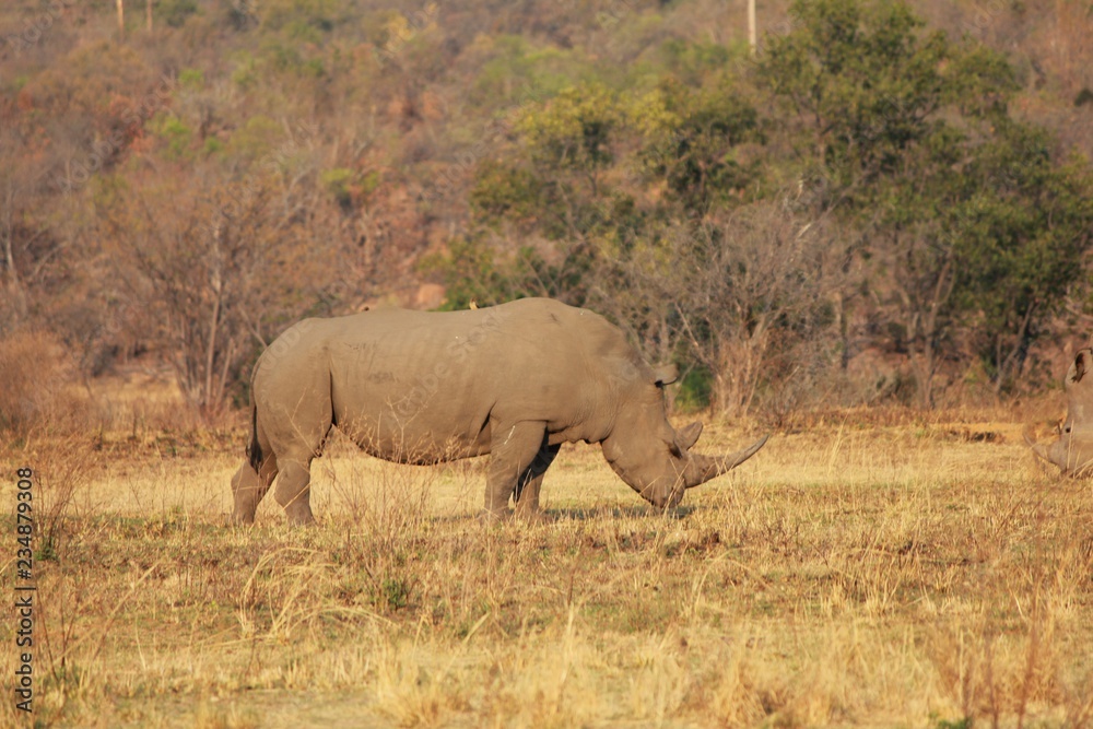 Afrika Botswana Natur Tiere