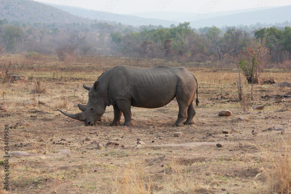 Afrika Botswana Natur Tiere Afrika Botswana Natur Tiere