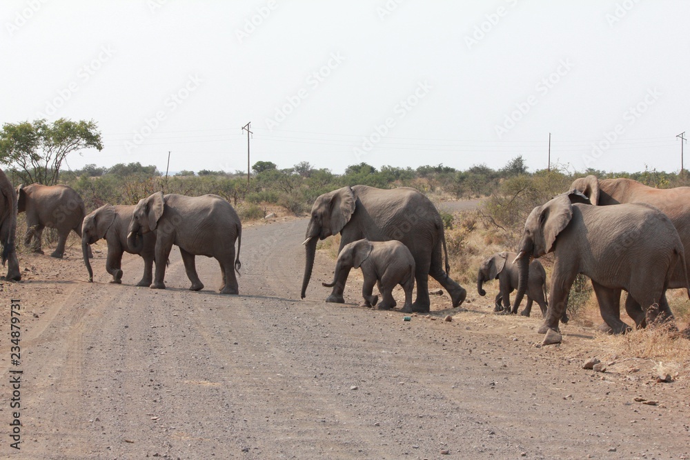Fototapeta premium Afrika Botswana Natur Tiere