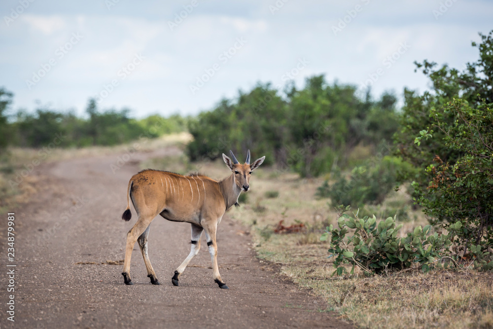 Common eland young male crossing dirt road in Kruger National park, South Africa ; Specie Taurotragus oryx family of Bovidae