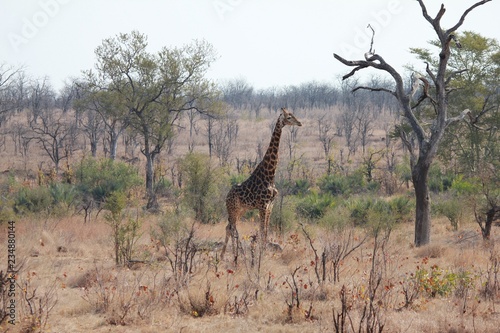 Afrika Botswana Natur Tiere