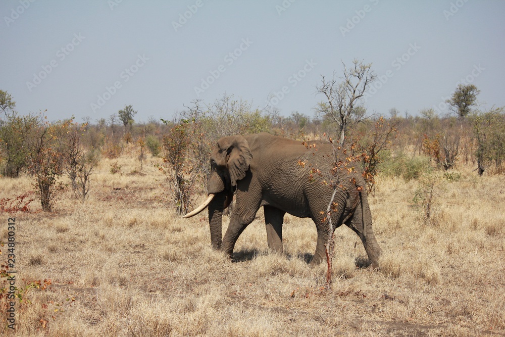 Afrika Botswana Natur Tiere Afrika Botswana Natur Tiere