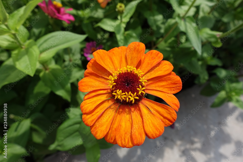 Closeup of orange flower head of zinnia elegans Closeup of orange flower head of zinnia elegans