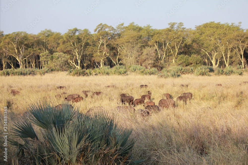 Afrika Botswana Natur Tiere Afrika Botswana Natur Tiere