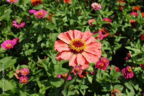 Peach colored flower head of zinnia elegans