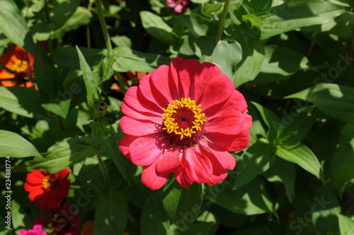 Salmon pink flower head of zinnia elegans