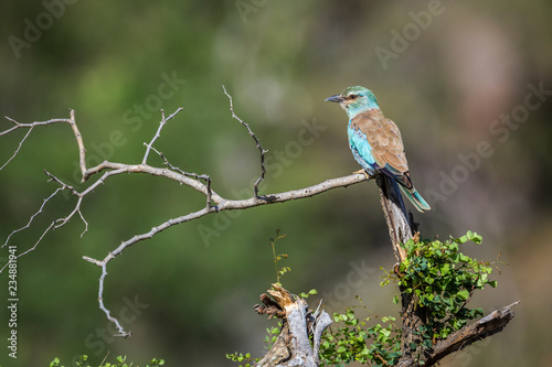 European Roller rear view perching on branch in Kruger National park, South Africa ; Specie Coracias garrulus family of Coraciidae