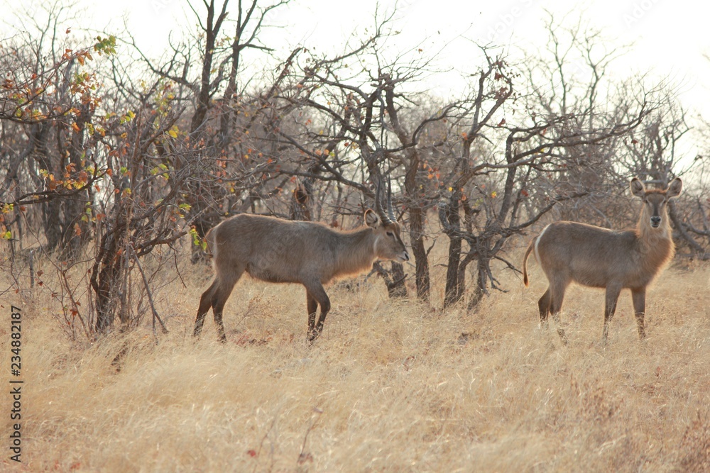 Afrika Botswana Natur Tiere