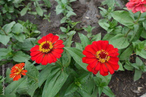 Two red flower heads of zinnia elegans
