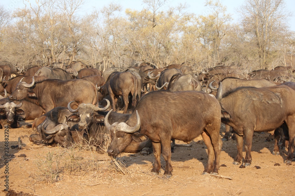 Afrika Botswana Natur Tiere Afrika Botswana Natur Tiere