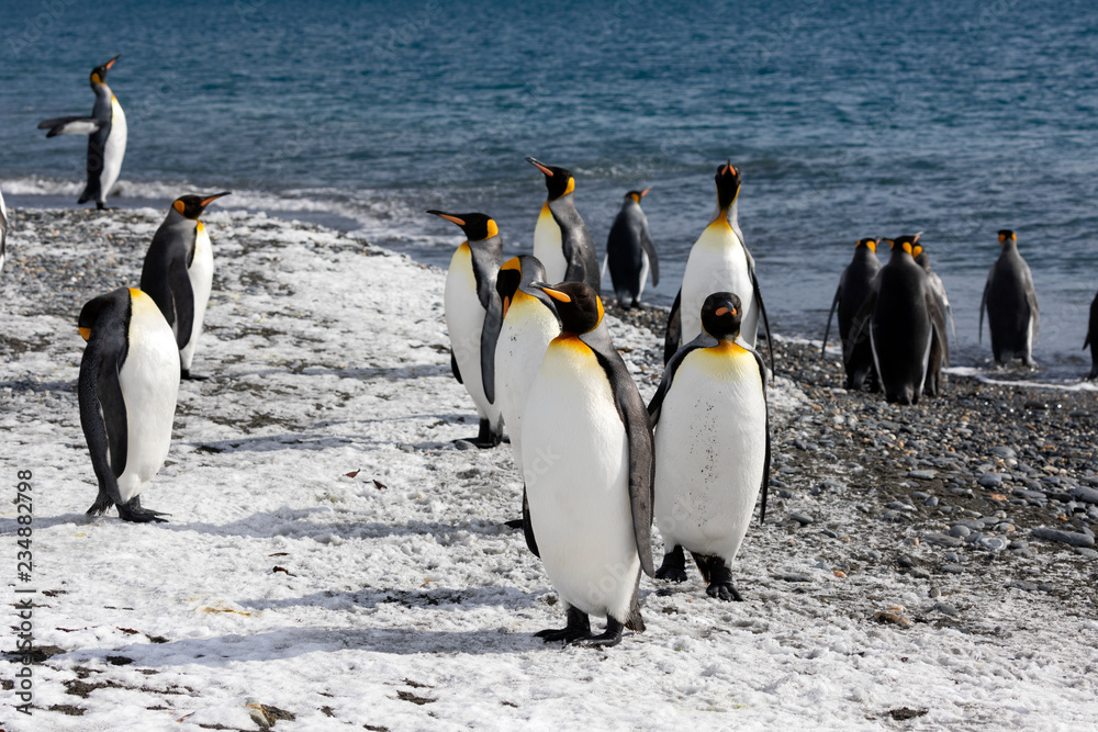 Obraz premium King penguins on the beach of Salisbury Plain on South Georgia in Antarctica