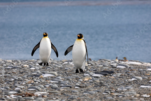 Two king penguins walk on the pebble beach on Salisbury Plain on South Georgia in Antarctica