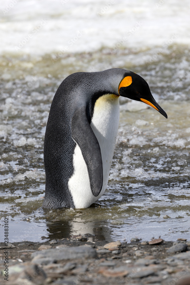 Naklejka premium A king penguin stands in slush on Salisbury Plain on South Georgia in Antarctica