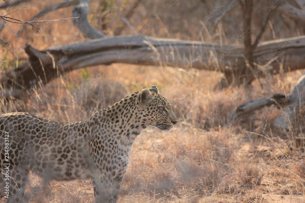 Fototapeta premium Afrika Botswana Natur Tiere
