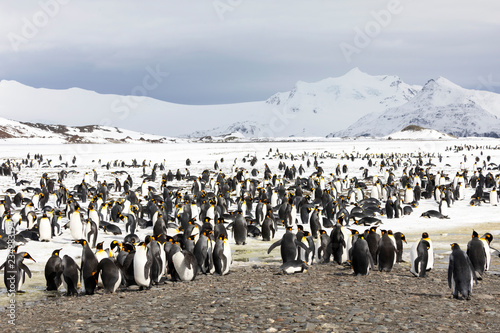 A colony of king penguins on Salisbury Plain on South Georgia in Antarctica