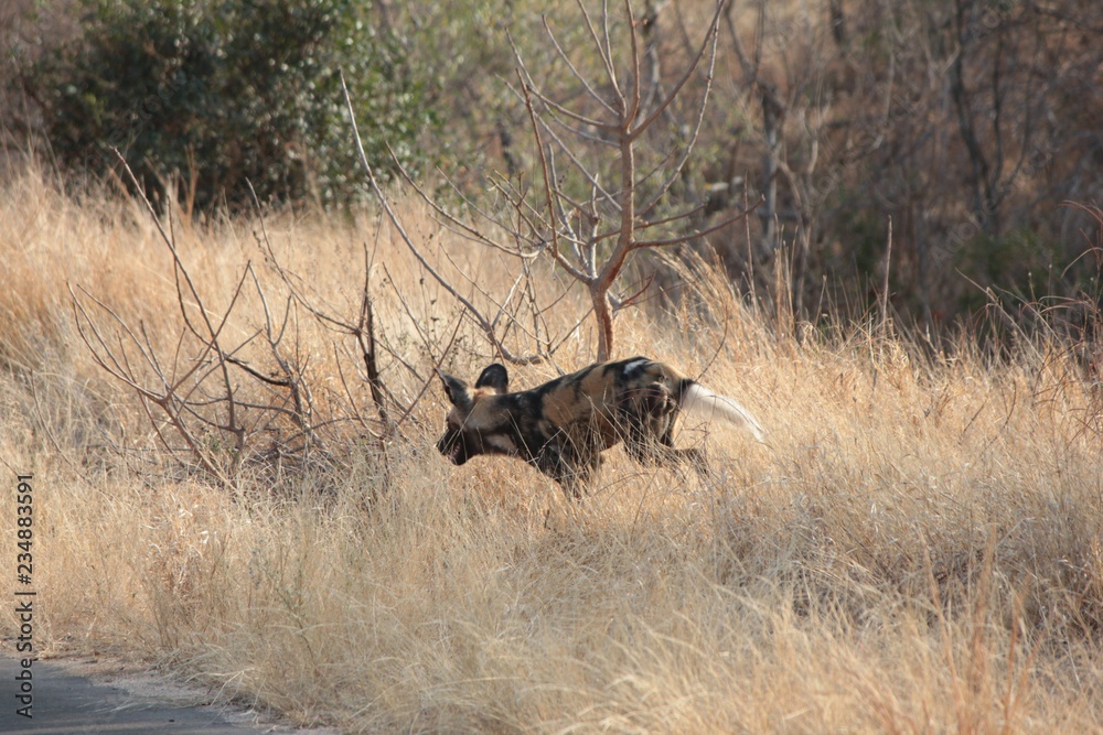 Afrika Botswana Natur Tiere Afrika Botswana Natur Tiere