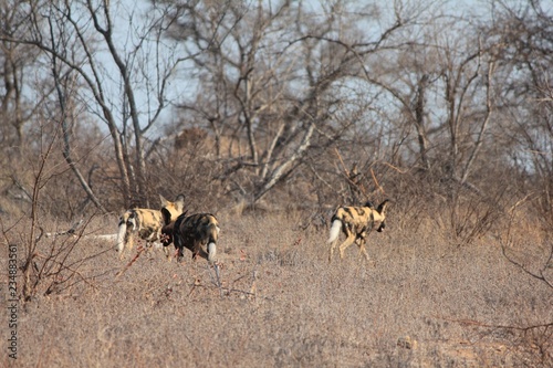 Afrika Botswana Natur Tiere