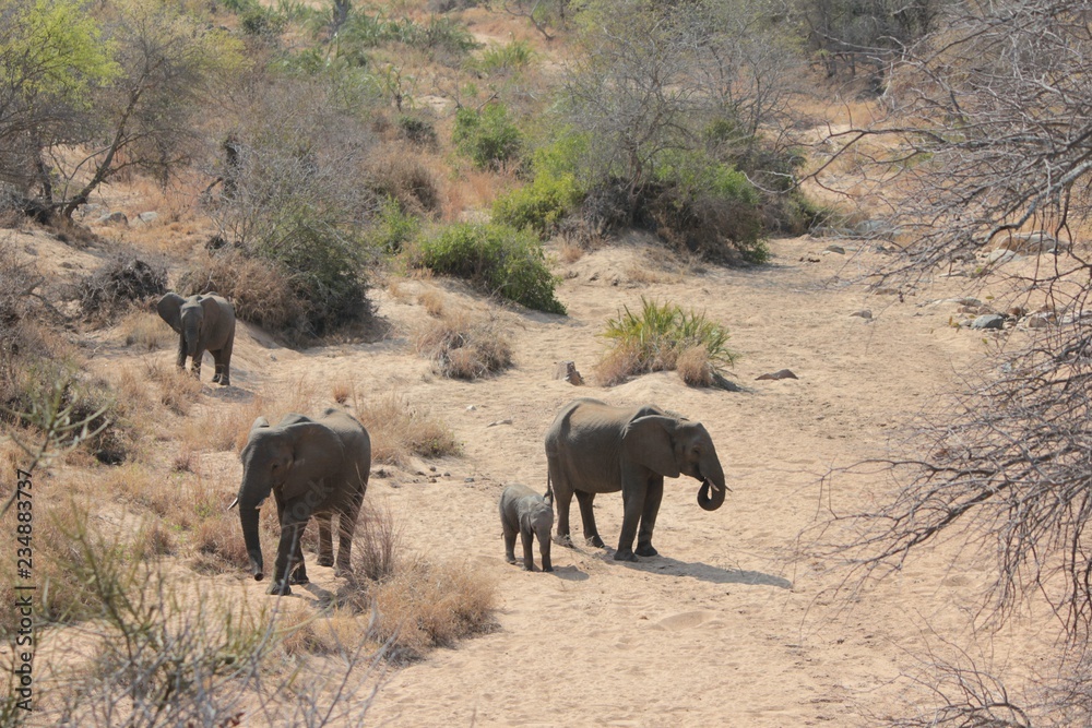 Obraz premium Afrika Botswana Natur Tiere