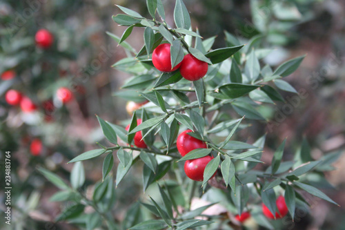 Obraz na plátně Butcher's Broom bush with ripe red berries