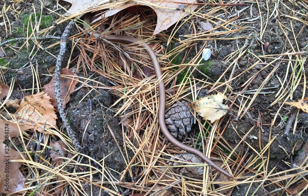 Obraz premium Garter snake on forest ground