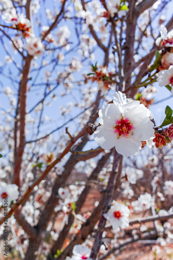 Almonds tree blossom, springtime in orchard, nature background with blue sky Almonds tree blossom, springtime in orchard, nature background with blue sky