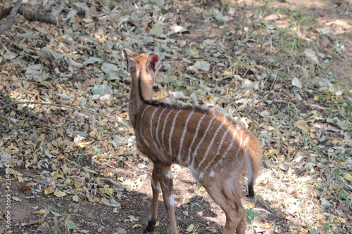 Afrika Botswana Natur Tiere