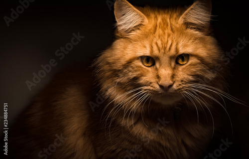Red Maine Coon cat chilling around the house