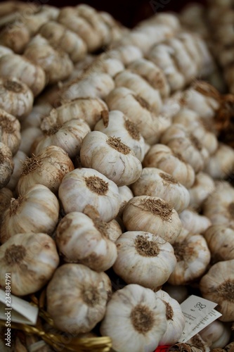 garlic bulbs on a row