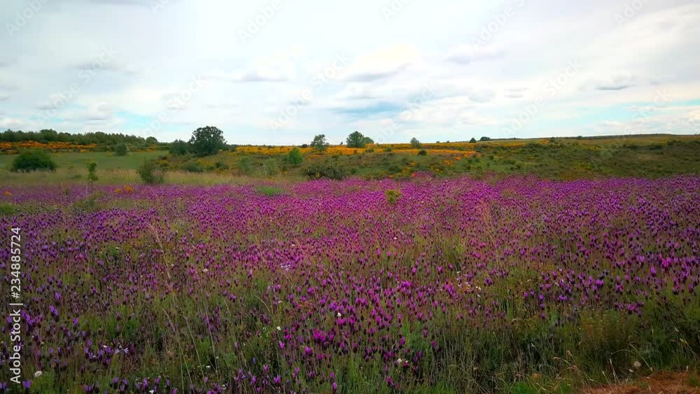 Paisaje con Campo repleto de flores silvestres cantueso ( Lavandula stoechas) meciendose con el aire Paisaje con Campo repleto de flores silvestres cantueso ( Lavandula stoechas) meciendose con el aire