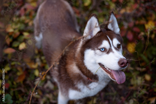 Close-up Portrait of adorable brown copper and white siberian husky dog with brown blue eyes sitting in the bushes autumn. Colorful dog portrait