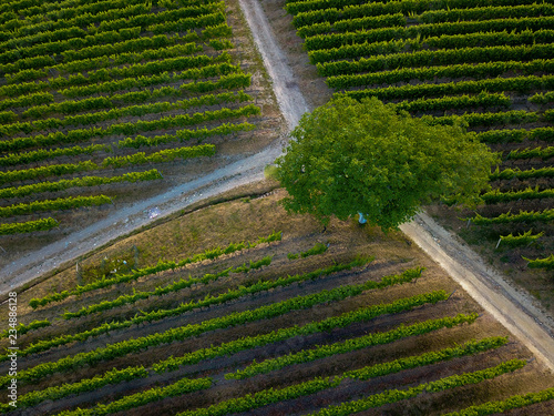 Weggabelung im Weinberg