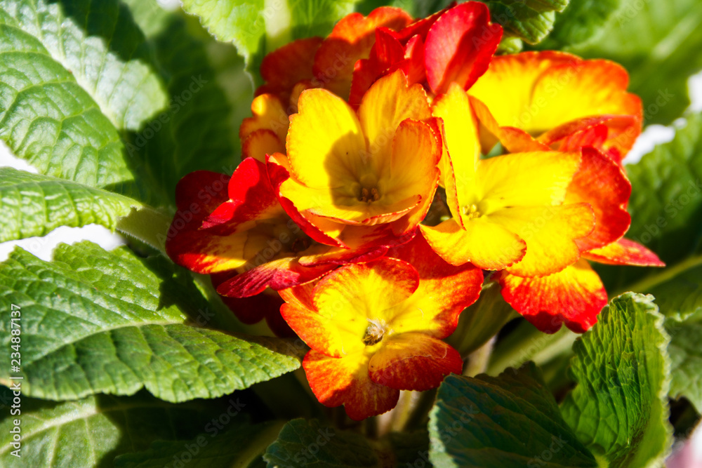 Close-up of the yellow-red primula acaulis flowers Close-up of the yellow-red primula acaulis flowers