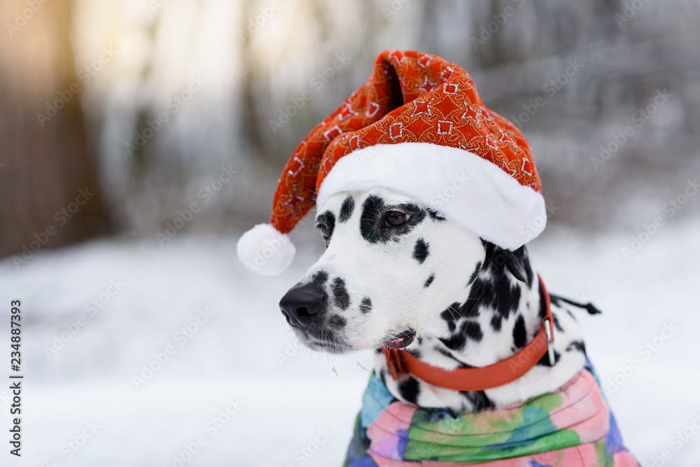Dalmatian Dog In Winter In Snow. Dog in a hat of Santa Claus in the ...