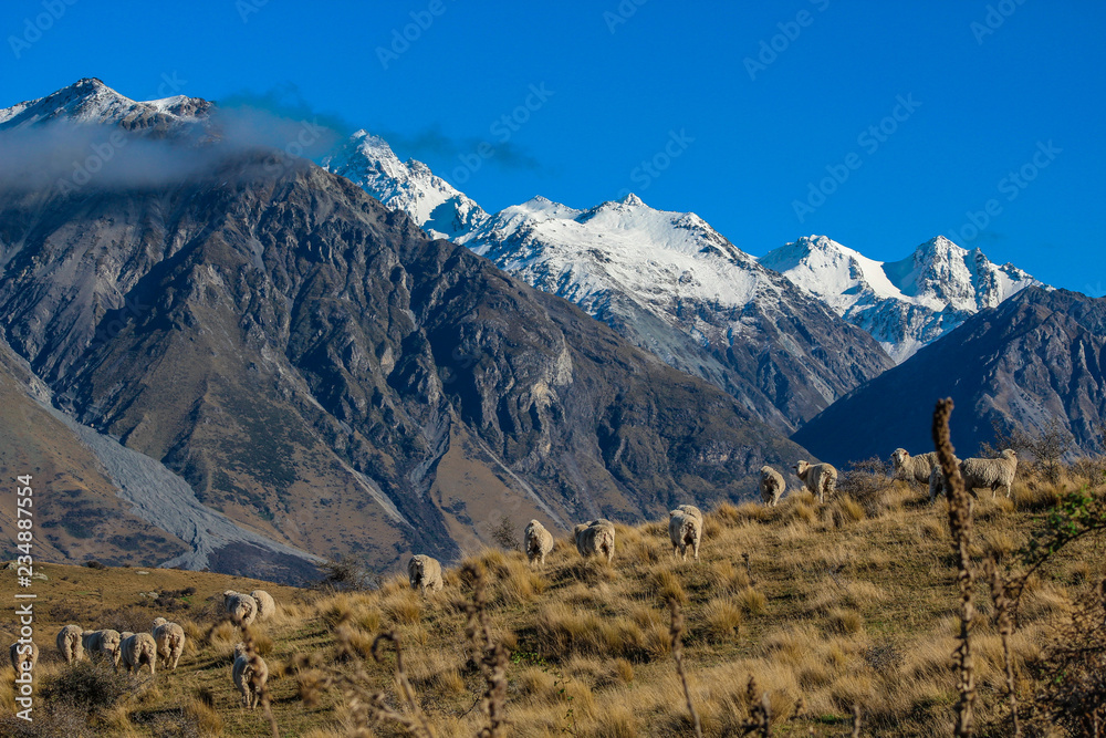 Sheep on top of Mount Sunday, scenic view of Mount Sunday and surroundings in Ashburton Lakes District, South Island, New Zealand