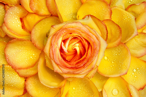 Dekor-Rose