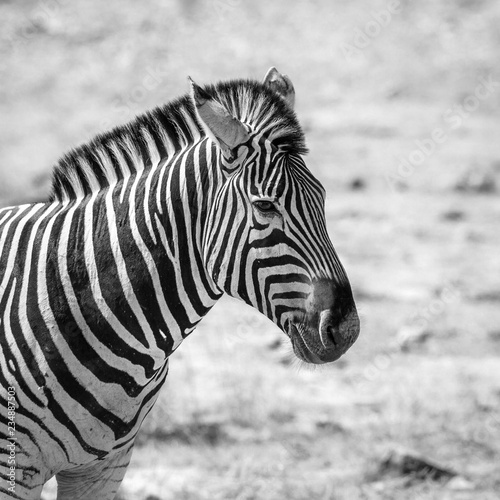 Plains zebra in Kruger National park  South Africa