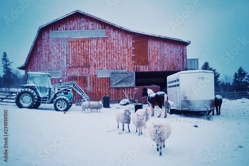 early morning scene with farm animals sheep and horses coming out of the barn during the winter snow