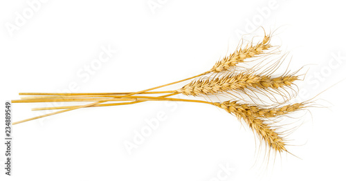 ears of barley and grains isoalted on white