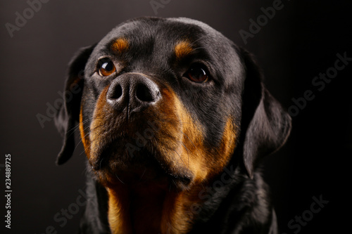 Beautiful dog Rottweiler on a black background close-up
