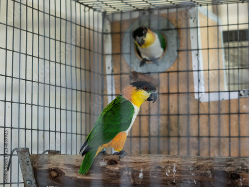 couple green cheek parrot in cage