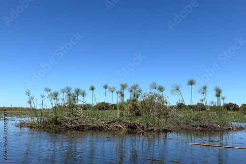 Papyrus in den Sümpfen vom Okavango in Namibia  photo