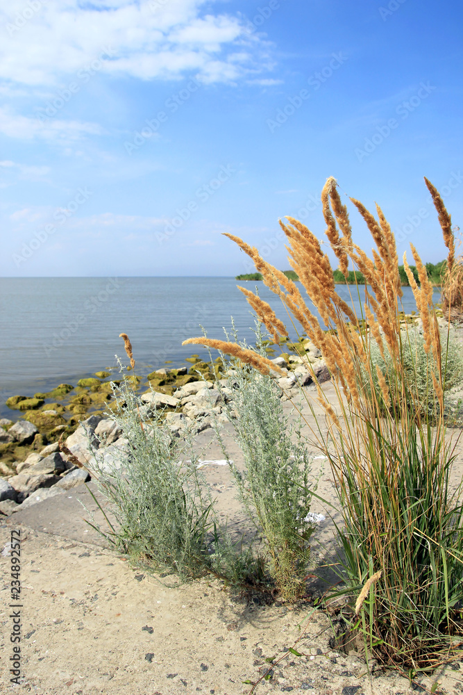 Beautiful landscape of lake Sasyk in Ukraine: blue sky with small white clouds, blue-silver water, stones and lady grass on the foreground