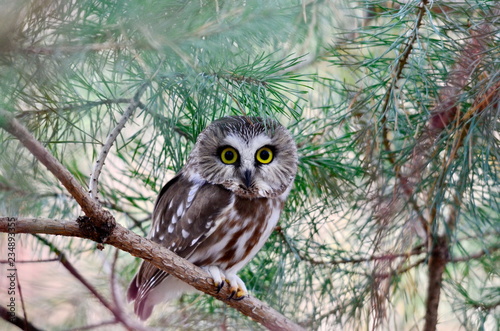 Northern Saw-whet Owl in the wild, Ontario, Canada.