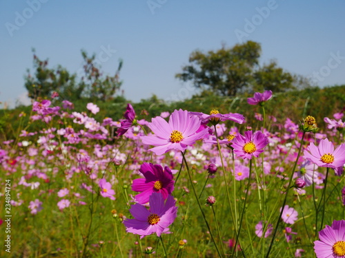 purple flowers in field