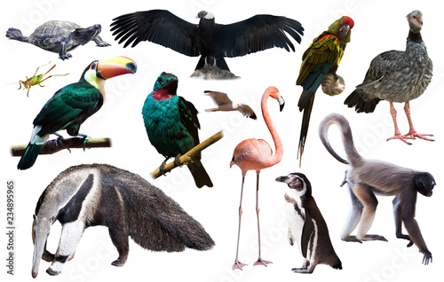 south america animals isolated