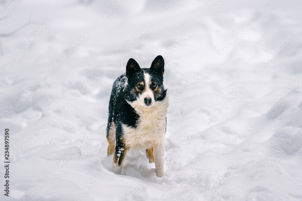 Unusual dog winter portrait. Strange funny puppy standing on snowy road in forest and looking around. Active playful pet stocked in snowdrift in wood. Hungry wild animal with muzzle covered in snow.