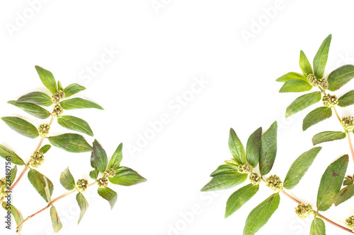 Garden Spurge (Euphorbia hirta L.) Herbal warts treatment groups isolated on white background