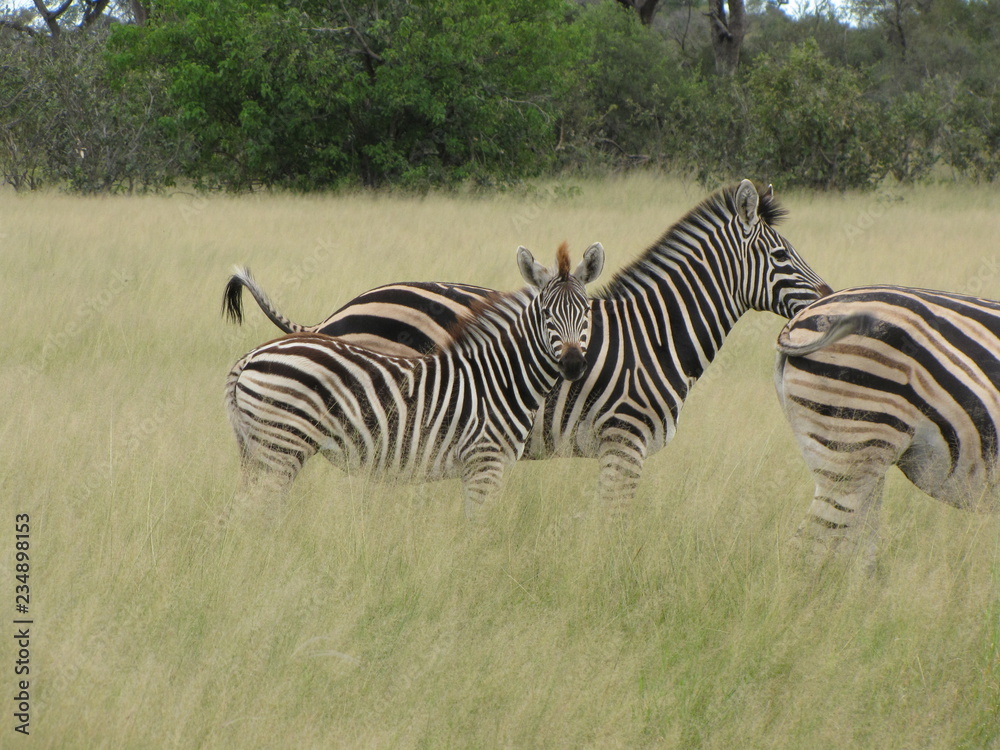 Fototapeta premium Afrika Tiere Natur